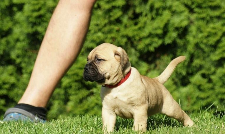 Bullmastiff-stenci