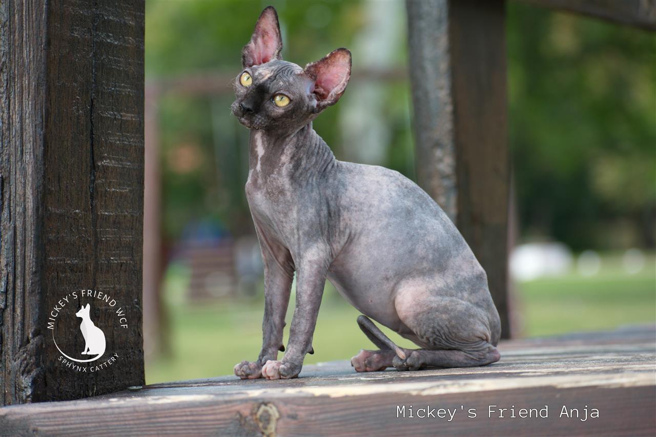 Sphynx-mace-