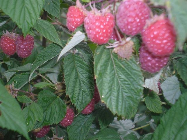 Sadnice-maline-Wilamet-sa-1200mnv--Srdjan