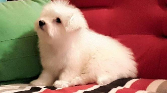 Coton de Tulear