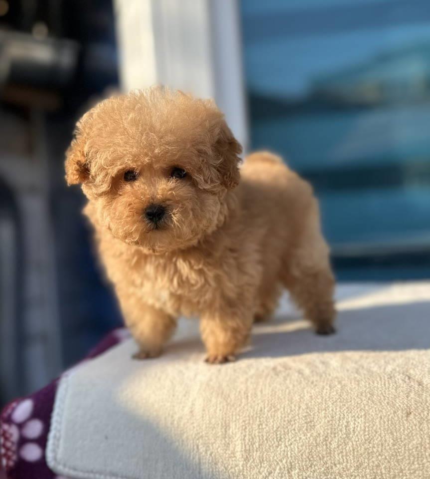 Toy-PUDLA