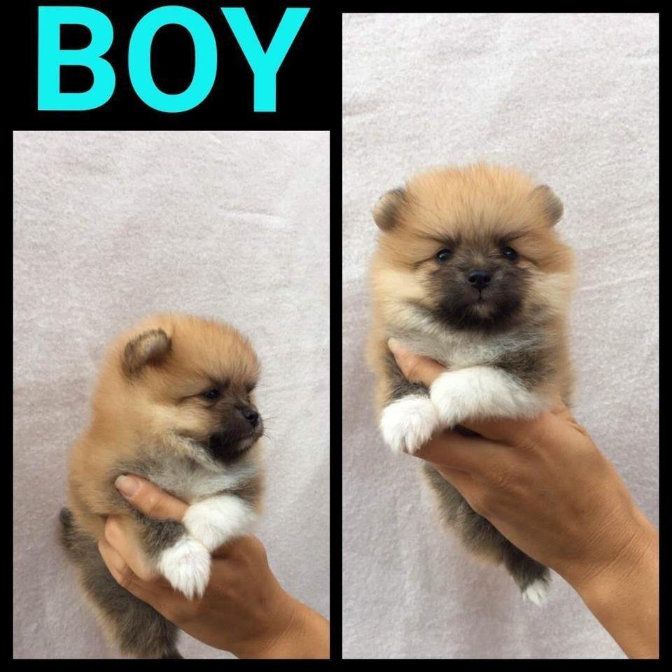 Pomeranci-boo