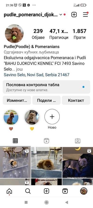 Cocapoo-štenci-