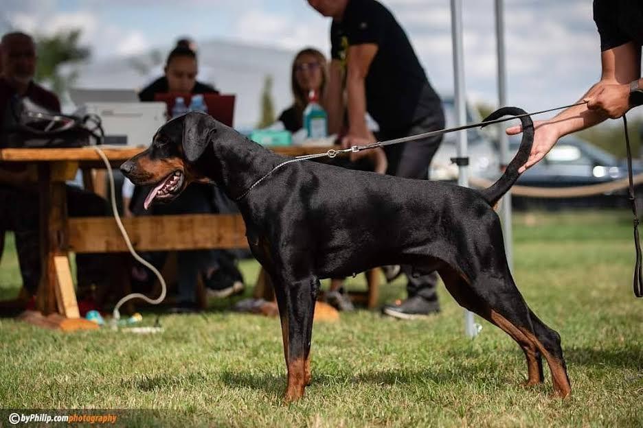 Doberman-štenci