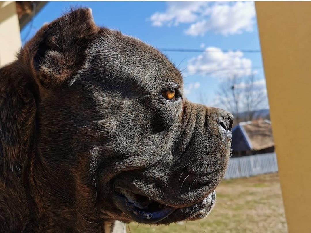 Stenci-Cane-Corso-stari-50-do-60-dana