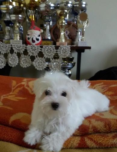 Maltezer, zenka