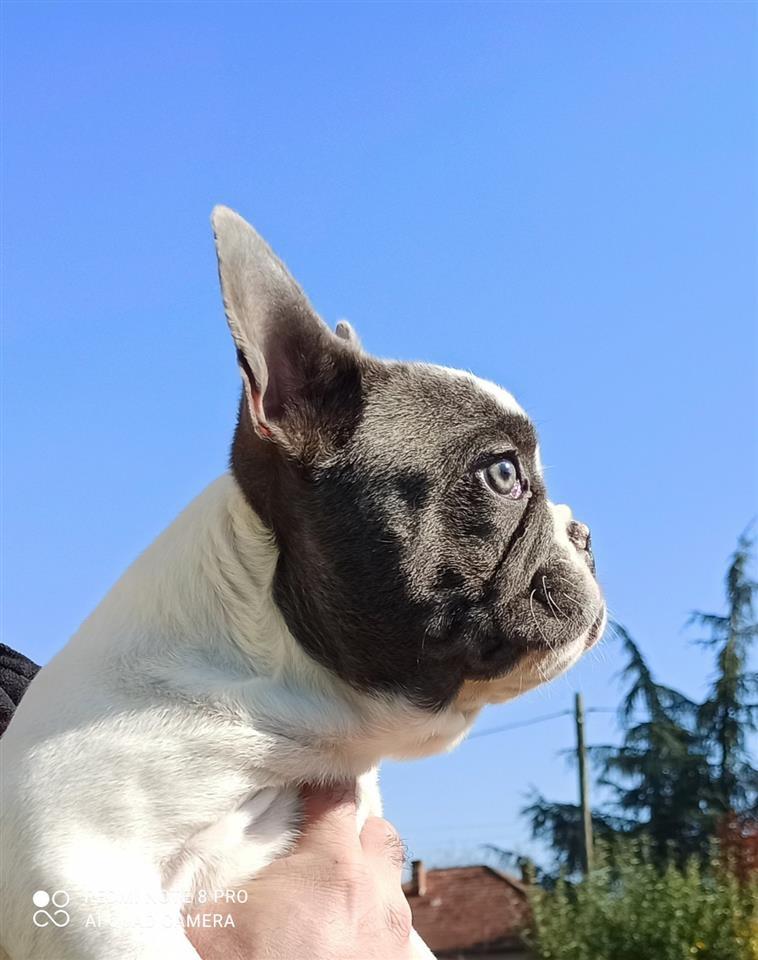 Plavo-Beli-Francuski-Buldog