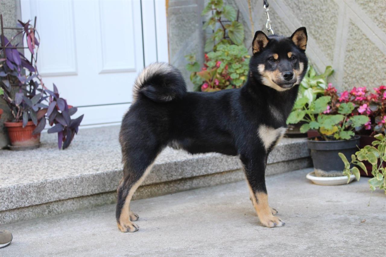 Šiba-inu-štenci
