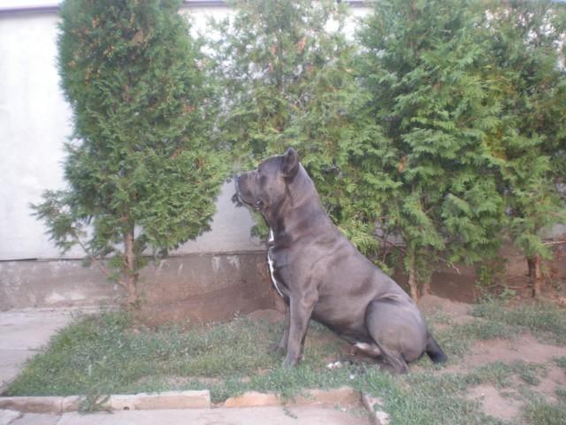 Cane-corso-slobodan-za-parenje
