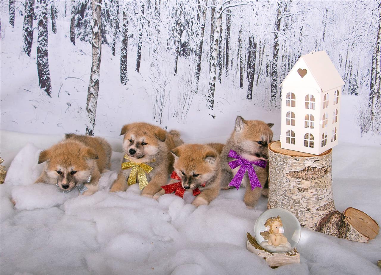 Akita-inu-štenci