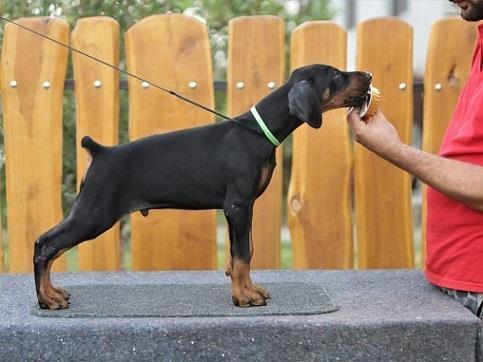 Štenci-Dobermana