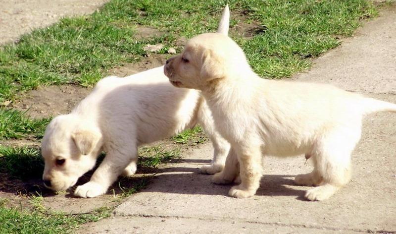 Stenad-labrador-retrivera-povoljno