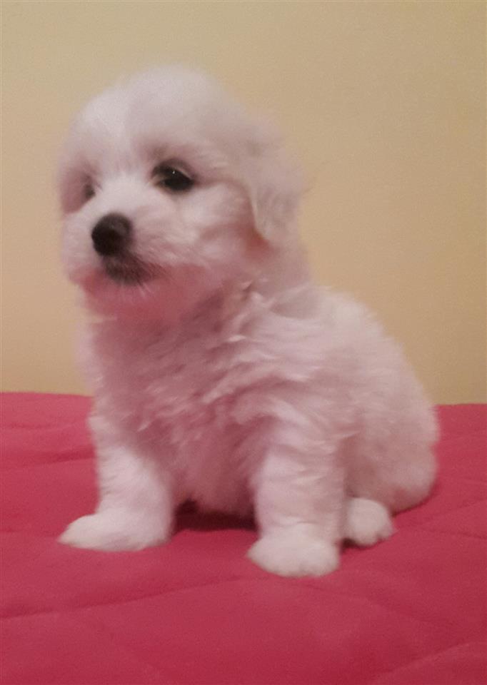 Coton-de-Tulear