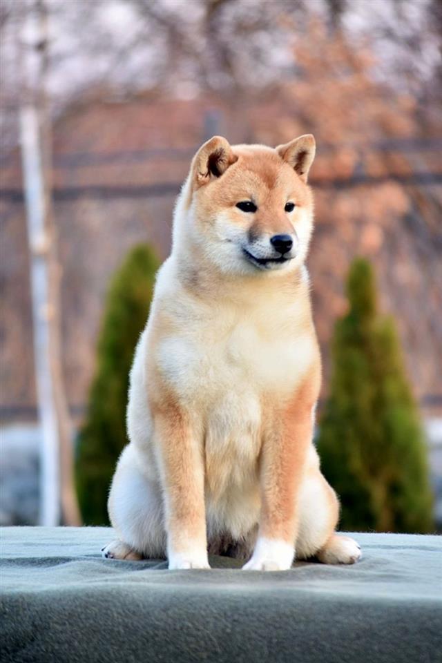 Shiba-Inu