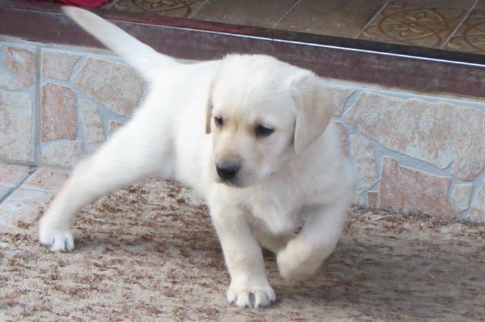 labrador-retriver-stenad