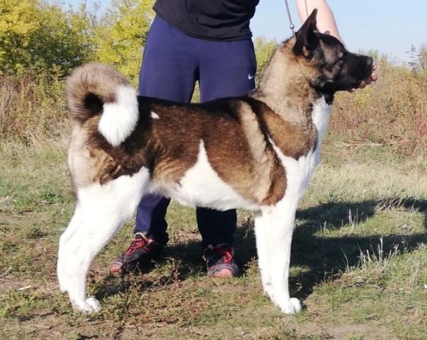 Američka-Akita--štenci