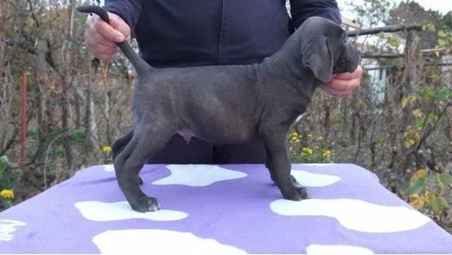 Cane-Corso