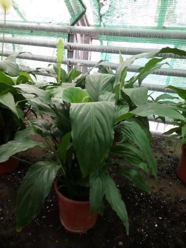Spathiphyllum na veliko