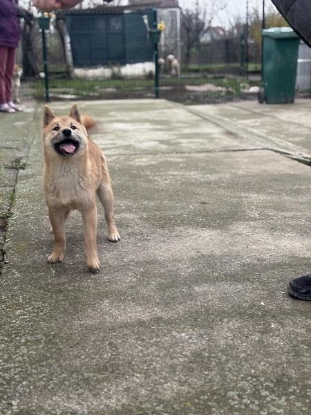 Shiba-inu-štenci
