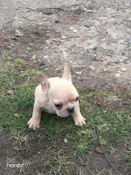 Francuski-buldog--stenad-