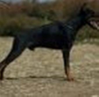 Doberman slobodan za parenje