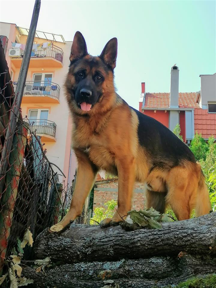 Parenje