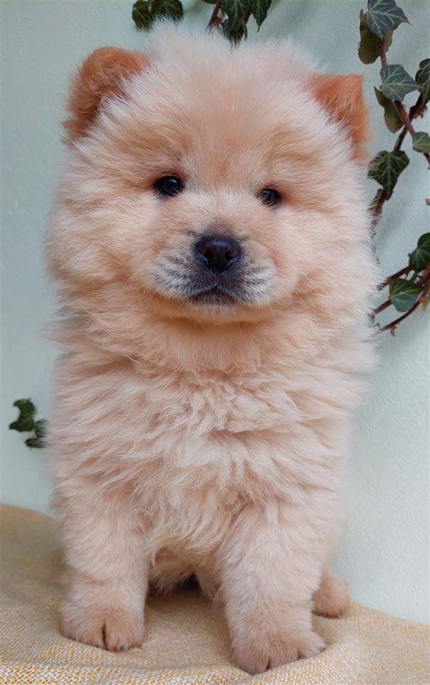 Chow-Chow-Stenci-