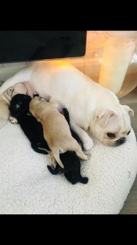 Mops, štene