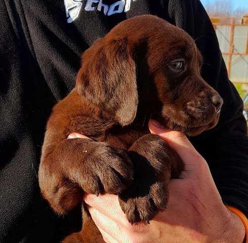 Čokoladni-labrador-štenci