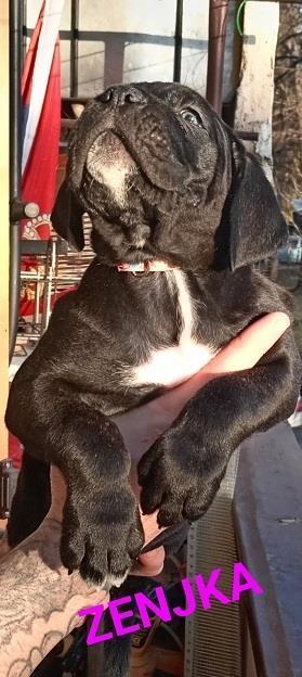 Cane-corso-štenci