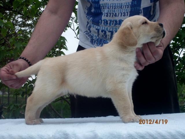 LABRADOR-stenci-izlozbenog-kvaliteta---na-pro