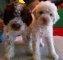Lagotto stenci