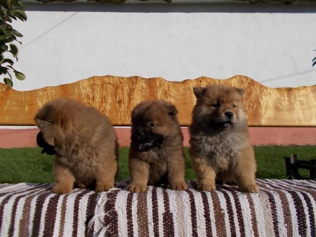 Chow-chow-cau-cau-stenad
