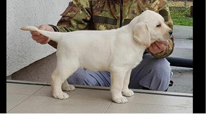 Top-leglo-labrador-retrivera-
