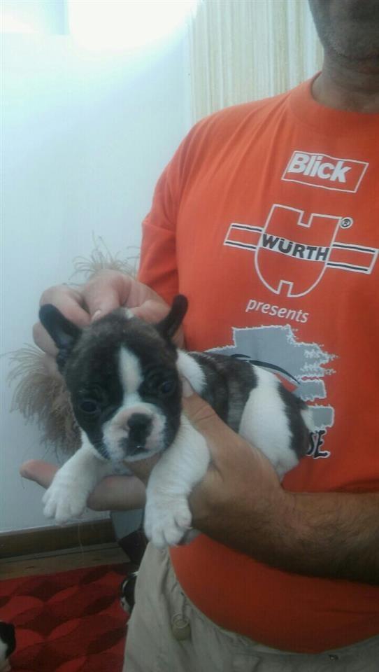 Francuski-buldog-stenad
