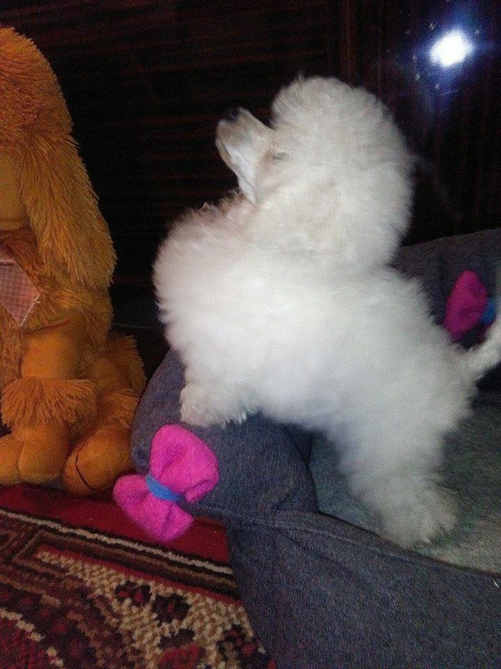 Toy-Pudla