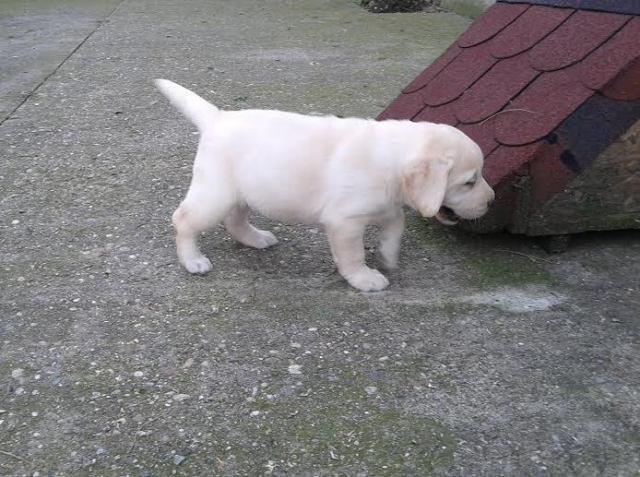 Labrador-štenci