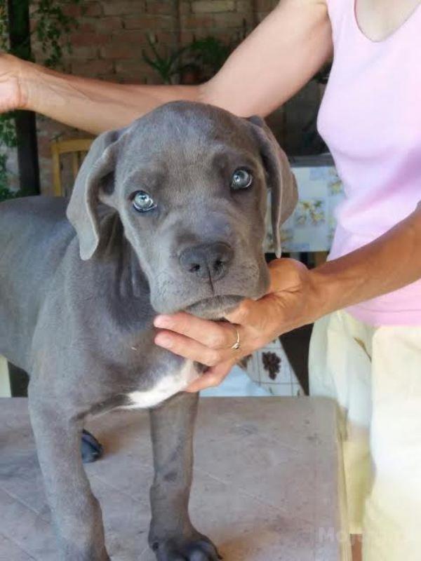 Cane Corso Izlozbenog Potencijala Beograd
