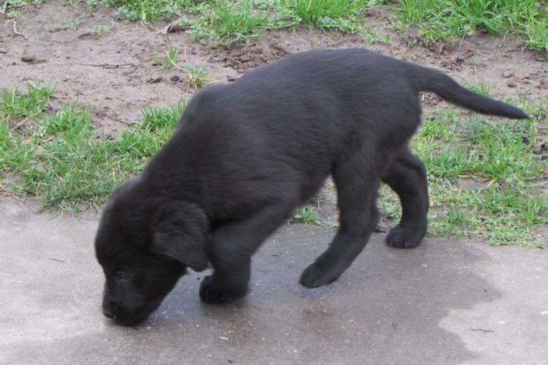 Labrador-retriver-stenad
