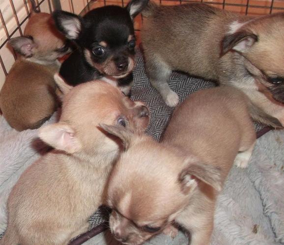 Chihuahua štenci