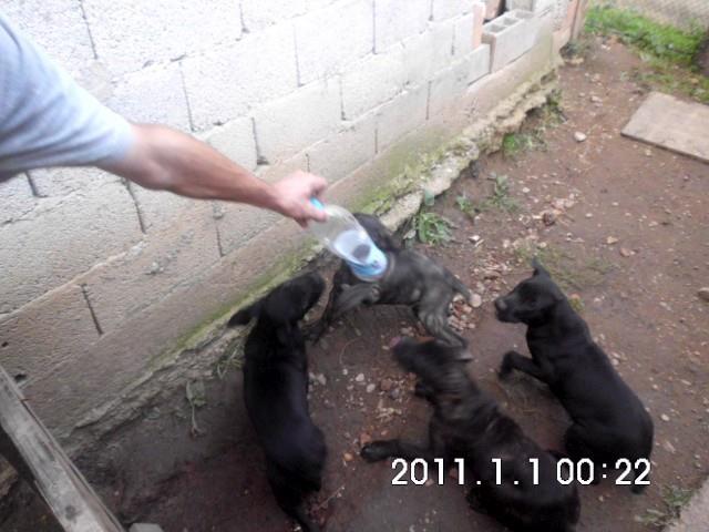 Cane-corso-stenci