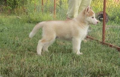 Sibirski-Haski-prelepo-prvo-birano-stene-