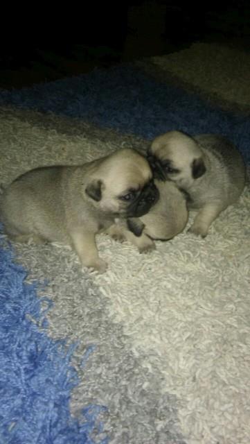 Mops-stenad