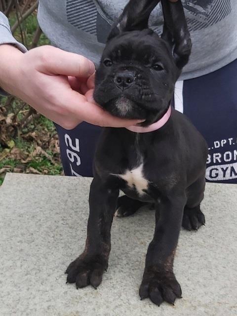 Cane-corso-štenci
