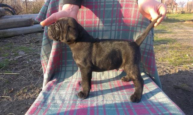 Cane Corso stenci