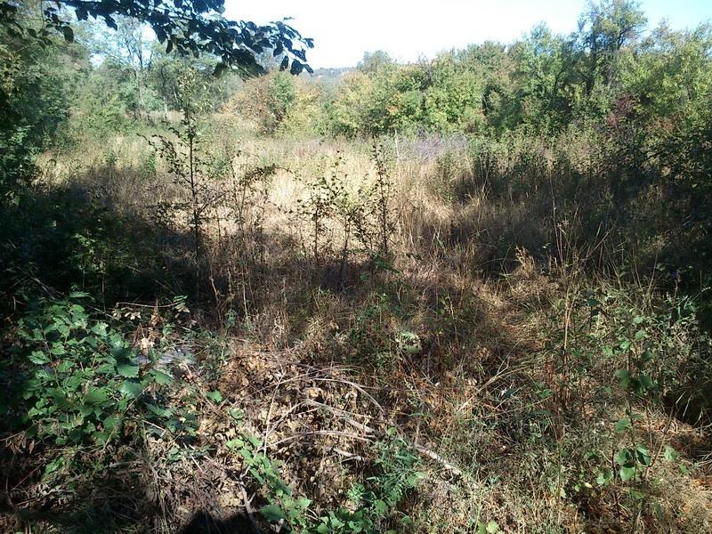 OBARANJE---RUŠENJE-STABALA---DRVA