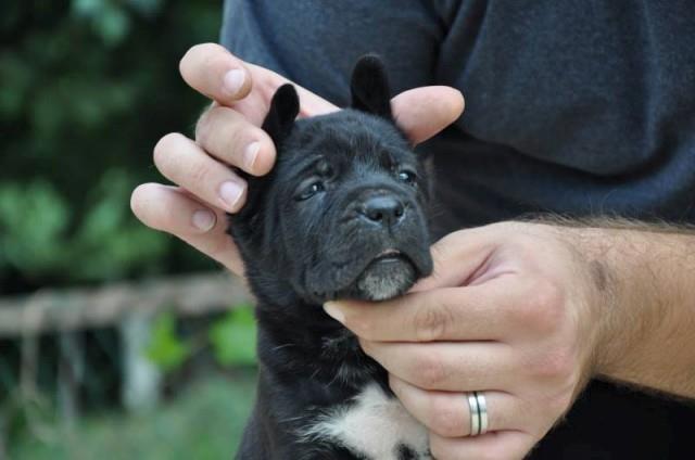 Cane-Corso-stenci