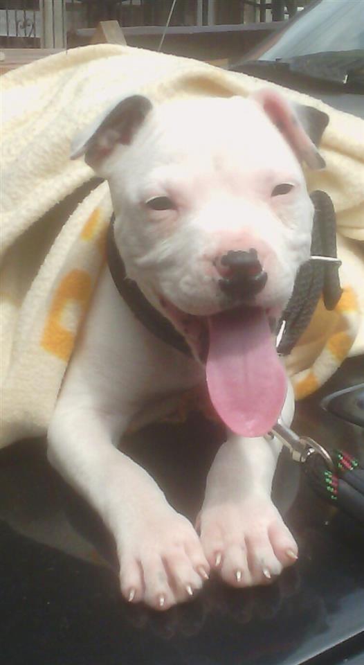 Zenka-Pitt-bull