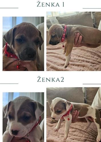 Prelepi pit bull stenci 