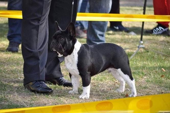 Francuski buldog stenci 
